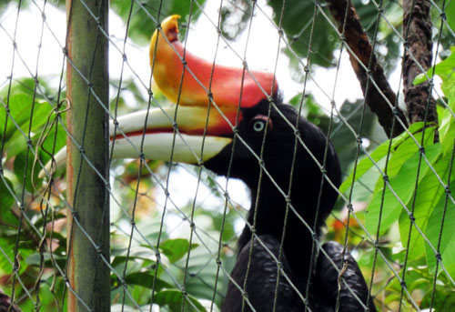 Scorpion Reports “Illegal” Birds on Hotel Yard in Sibolangit, North Sumatra (September 22, 2016)  